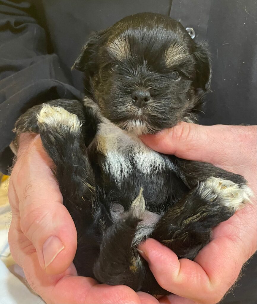 Hudson Valley Yorkies