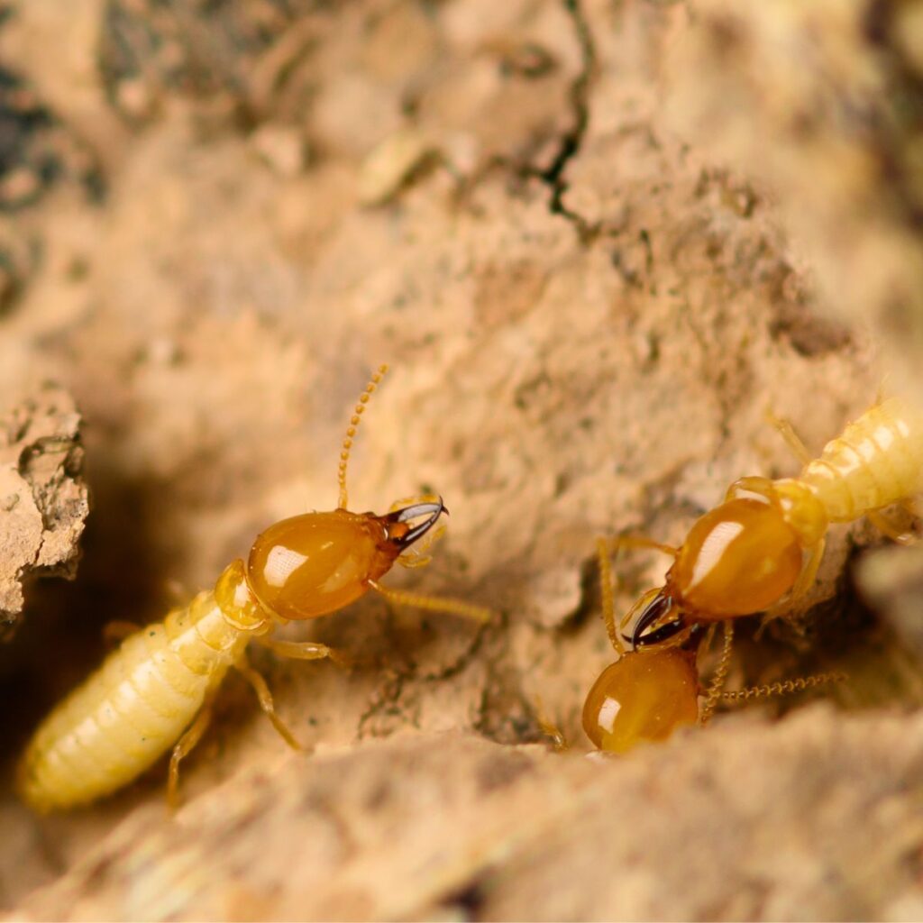 Friendly Pest Control